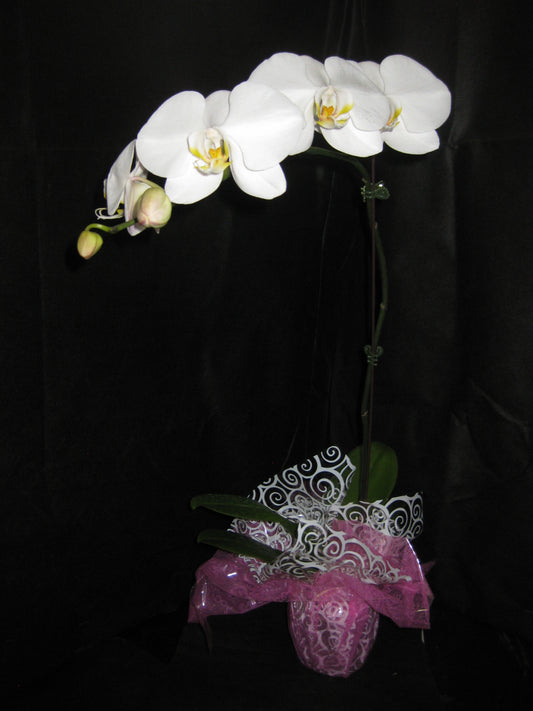 1 Budded or Blooming Phalaenopsis Orchid Plant (SHIPPED VIA FEDEX)