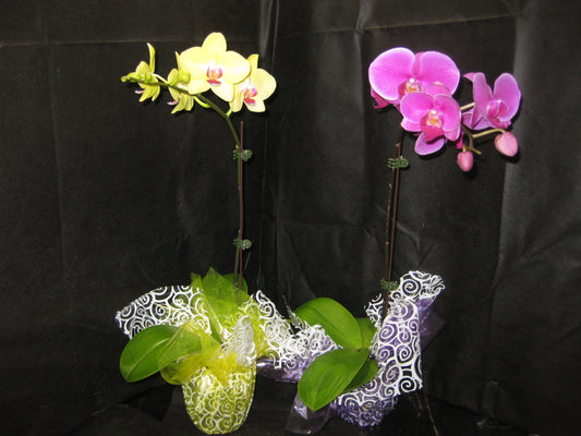 2 Budded or Blooming Phalaenopsis Orchid Plants (SHIPPED VIA FEDEX)