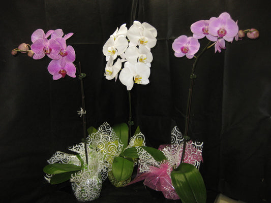 3 Budded or Blooming Phalaenopsis Orchid Plants (SHIPPED VIA FEDEX)