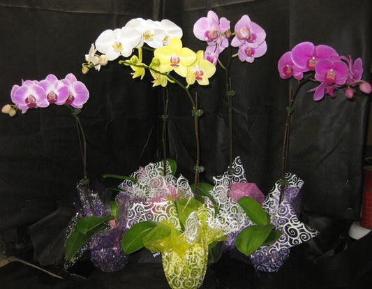 5 Budded or Blooming Phalaenopsis Orchid Plants (SHIPPED VIA FEDEX)