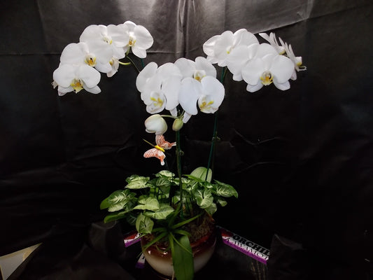 3 Premium White Phalaenopsis Arrangement in Ceramic Pot (HONOLULU DELIVERY)