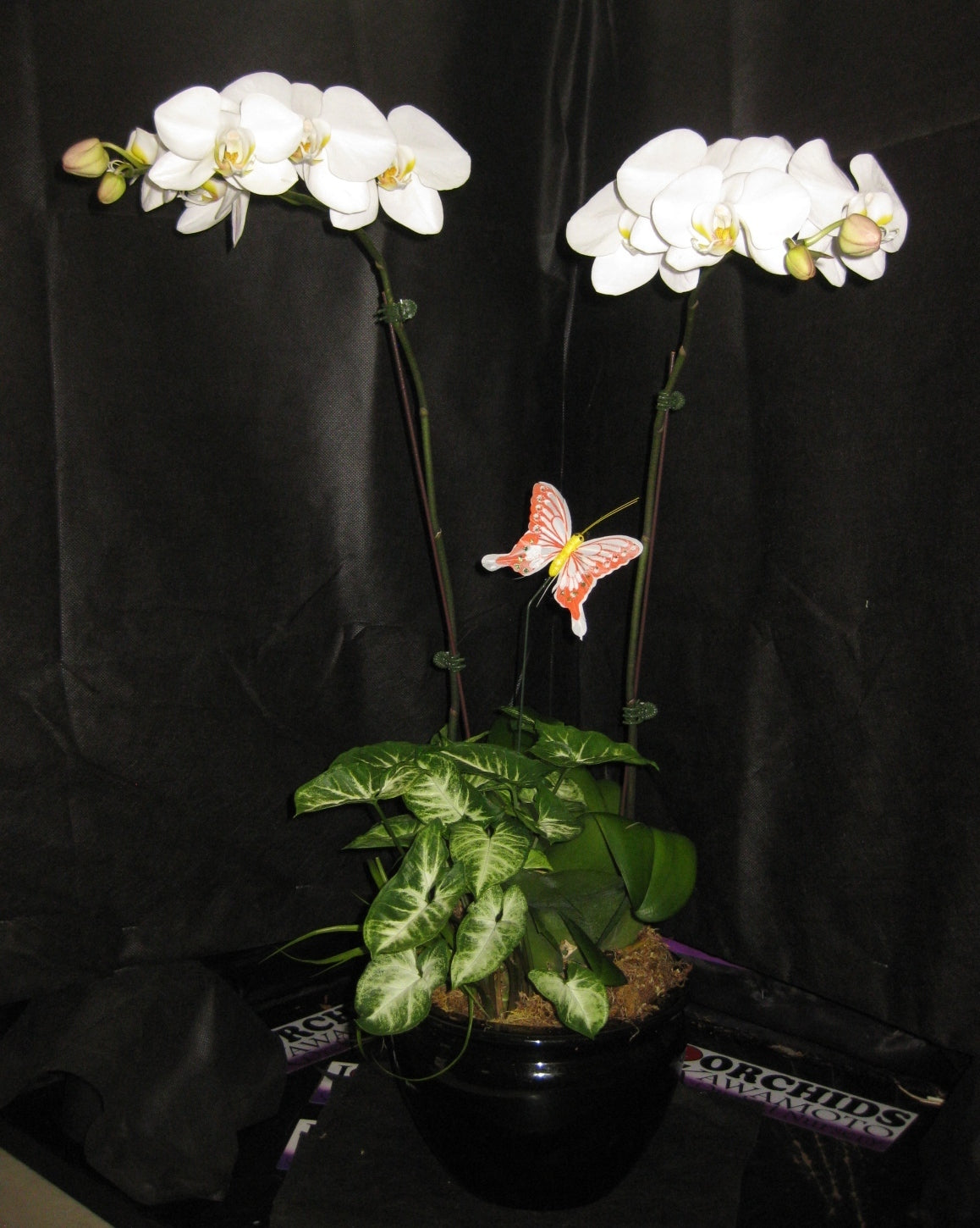 2 Premium White Phalaenopsis Arrangement "SIMPLE & CLASSY" (HONOLULU DELIVERY)