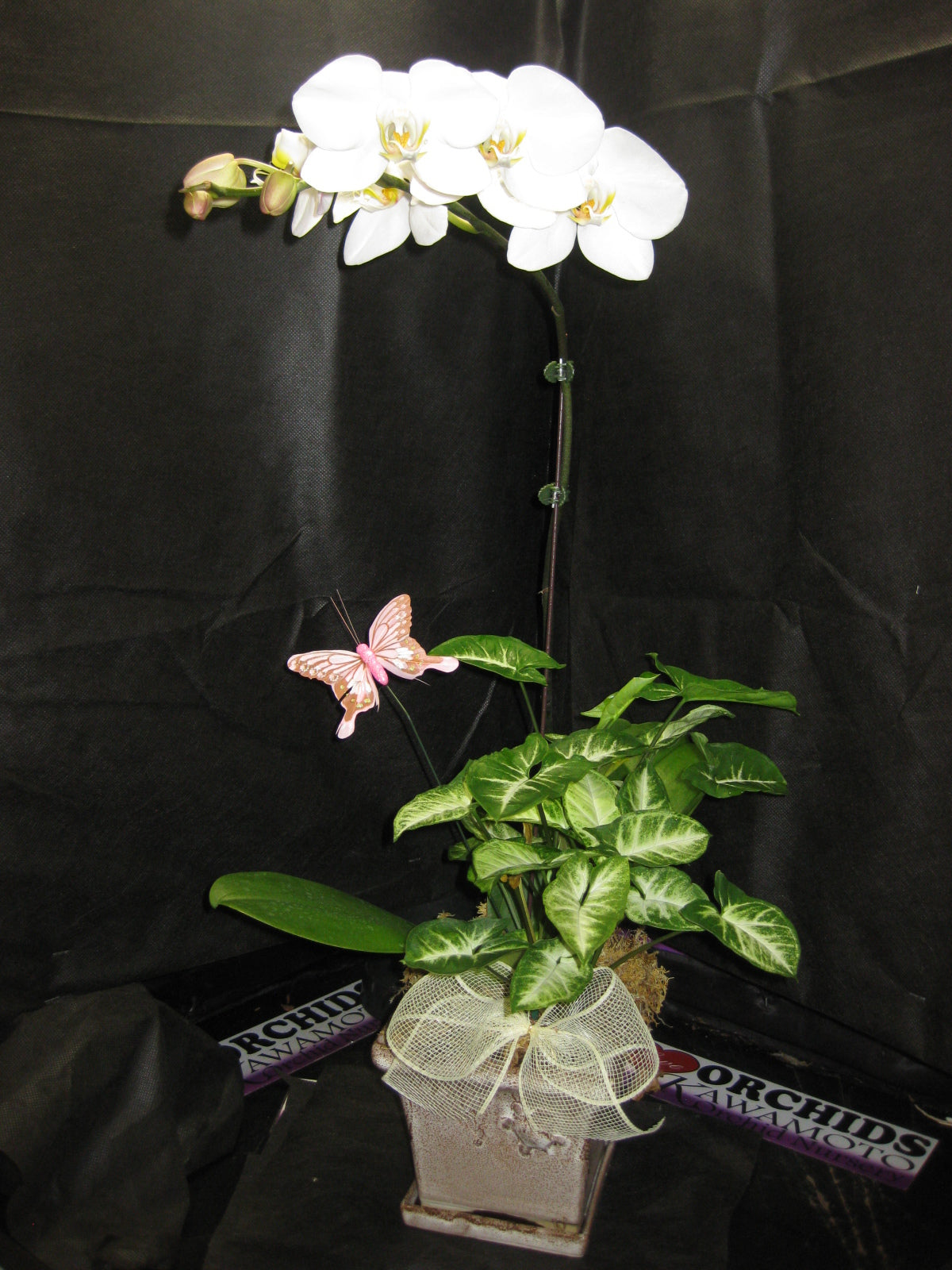 1 Premium White Phalaenopsis Arrangement (HONOLULU DELIVERY)