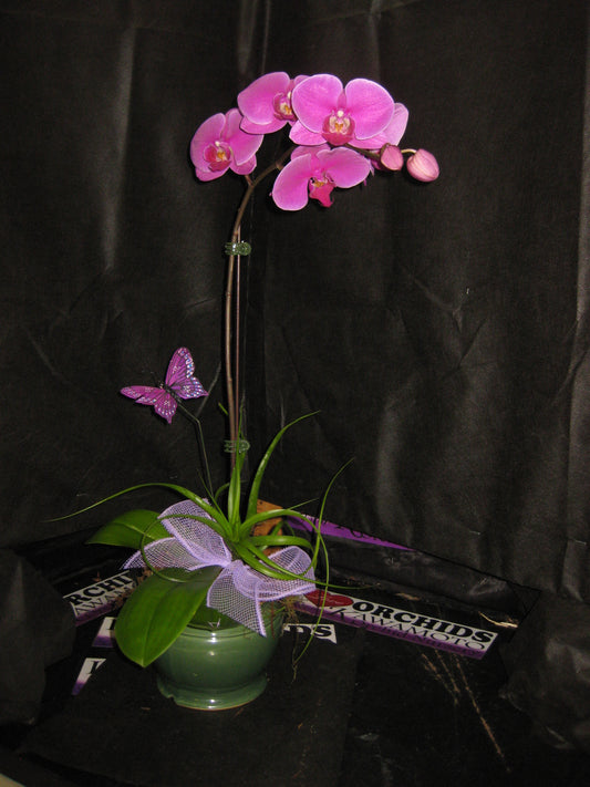 1 Lavender / Purple Phalaenopsis Arrangement in Ceramic Pot (HONOLULU DELIVERY)