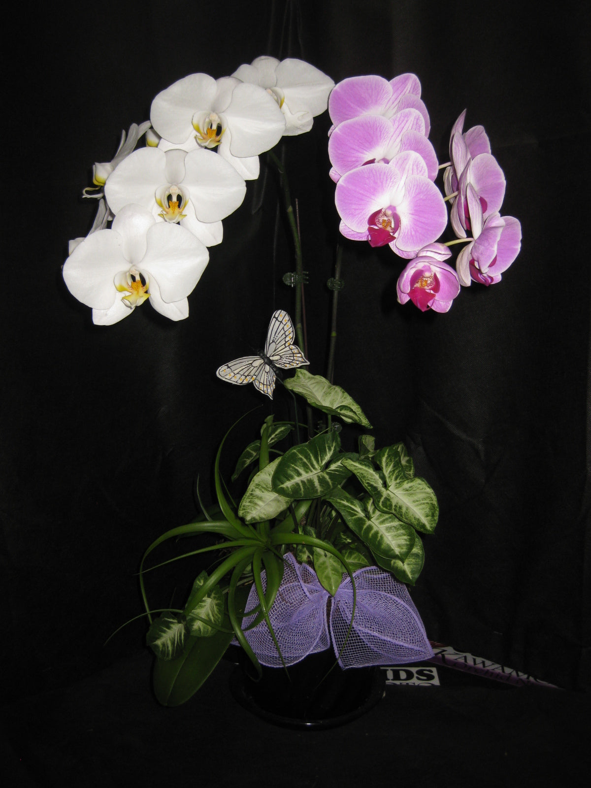 2 Multi-Color Phalaenopsis Arrangement in Ceramic Pot (HONOLULU DELIVERY)