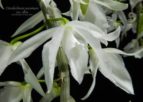 Den. anosmum var. alba - Hawaii's Hono-Hono Orchid Plant! Collectors item!