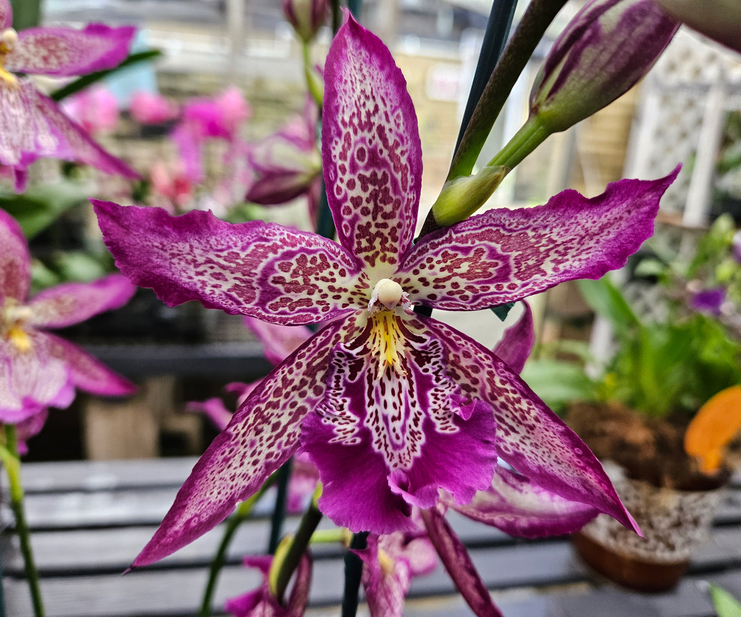 Bllra. Marfitch 'Howard's Dream' AM/AOS Striking! Showstopper! Orchid Plant