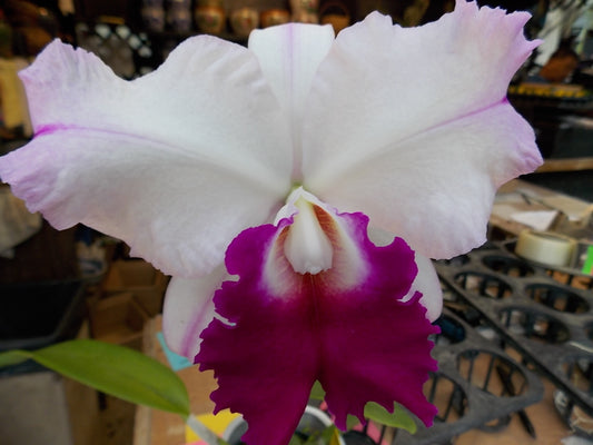 C. Julia 'Queen' Easy to Grow! Fragrant! Collectors item! Beautiful Orchid plant