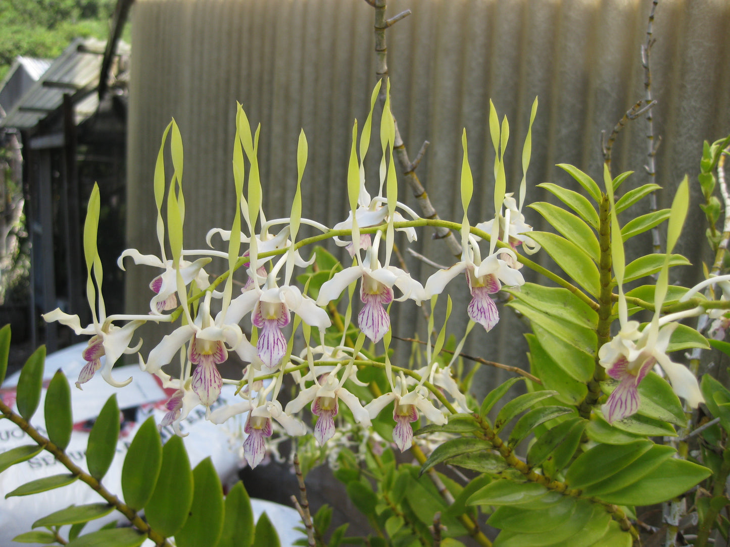 Dendrobium Samurai -Wonderful antelope- Prolific Bloomer! Easy to grow! Nice