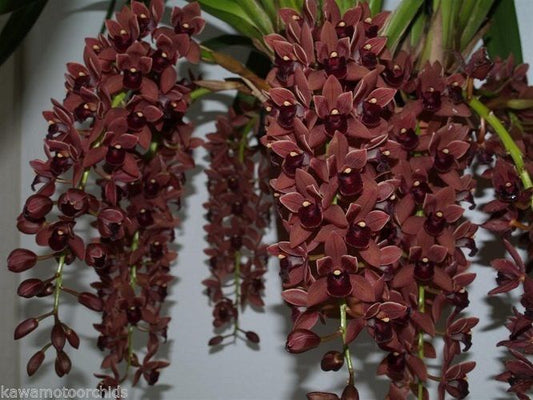 Cymbidium Dorothy Stockstill 'Forgotten Fruits' AM/AOS Warm Growing! Easy!