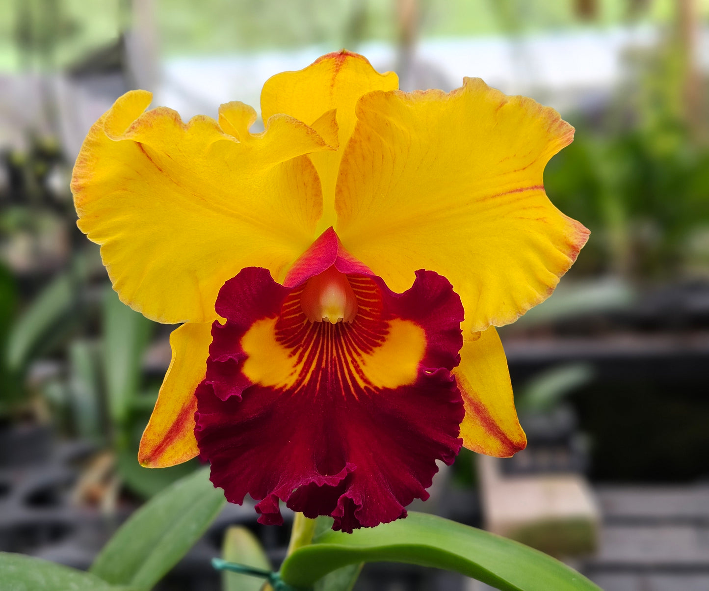 Rlc. Lai Ching-Te 'Tainan' Beautiful and Stunning Cattleya!