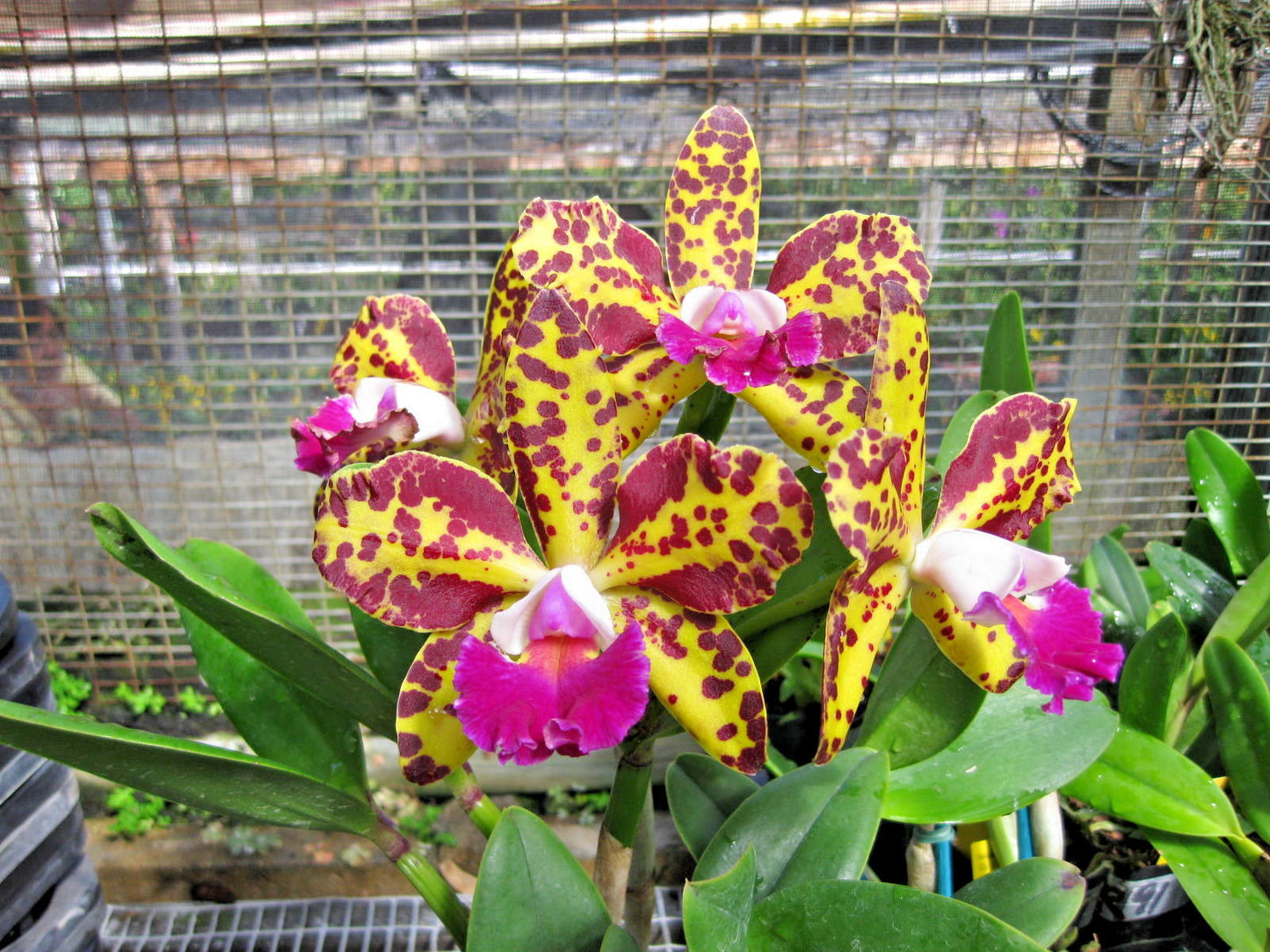 Blc. Sun Spots 'Waiomao's Golden Leopard' Exclusive Clone! Award Potential!