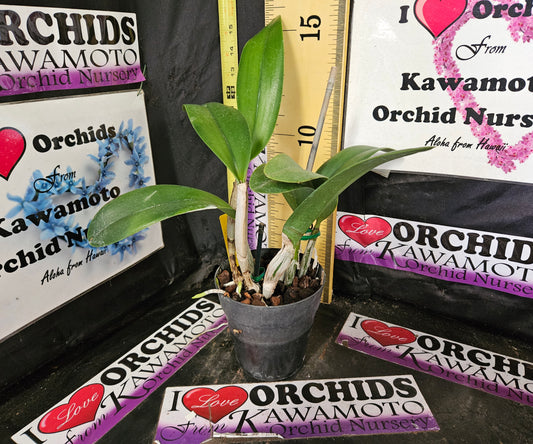 Blc. Hawaiian Deluxe 'NN' kon