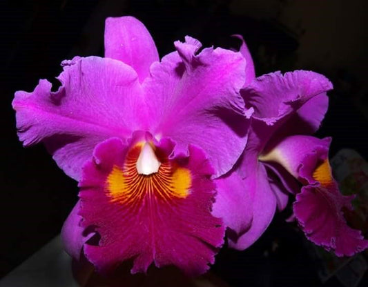 Blc. Lake Murray 'Mendenhall' AM/AOS Kawamoto Orchid Nursery