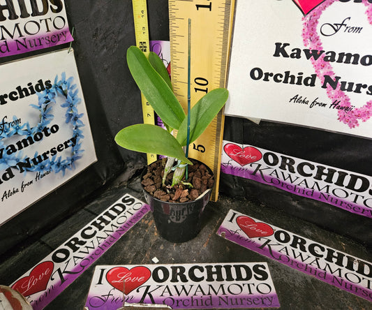 Blc. Lake Murray 'Mendenhall' AM/AOS kon