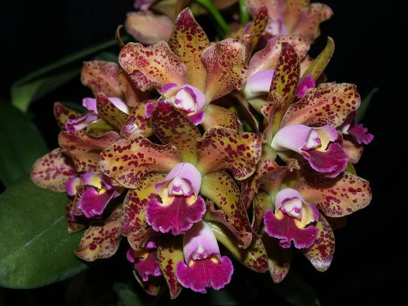 Blc. Waianae Leopard 'Ching Hua' HCC/AOS