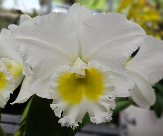 Blc. Burdekin Wonder "Lake Land" AM/AOS