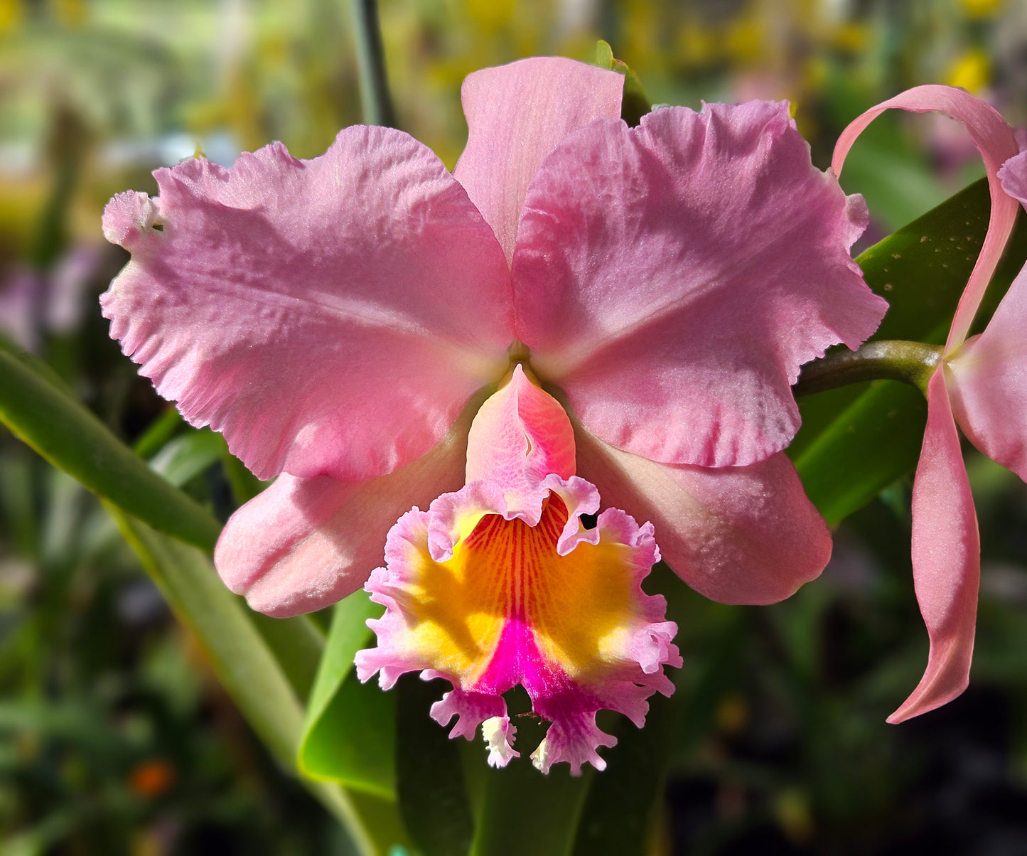 Blc. George King 'Serendipity' AM/AOS (Blc. Buttercup x C. Bob Betts)