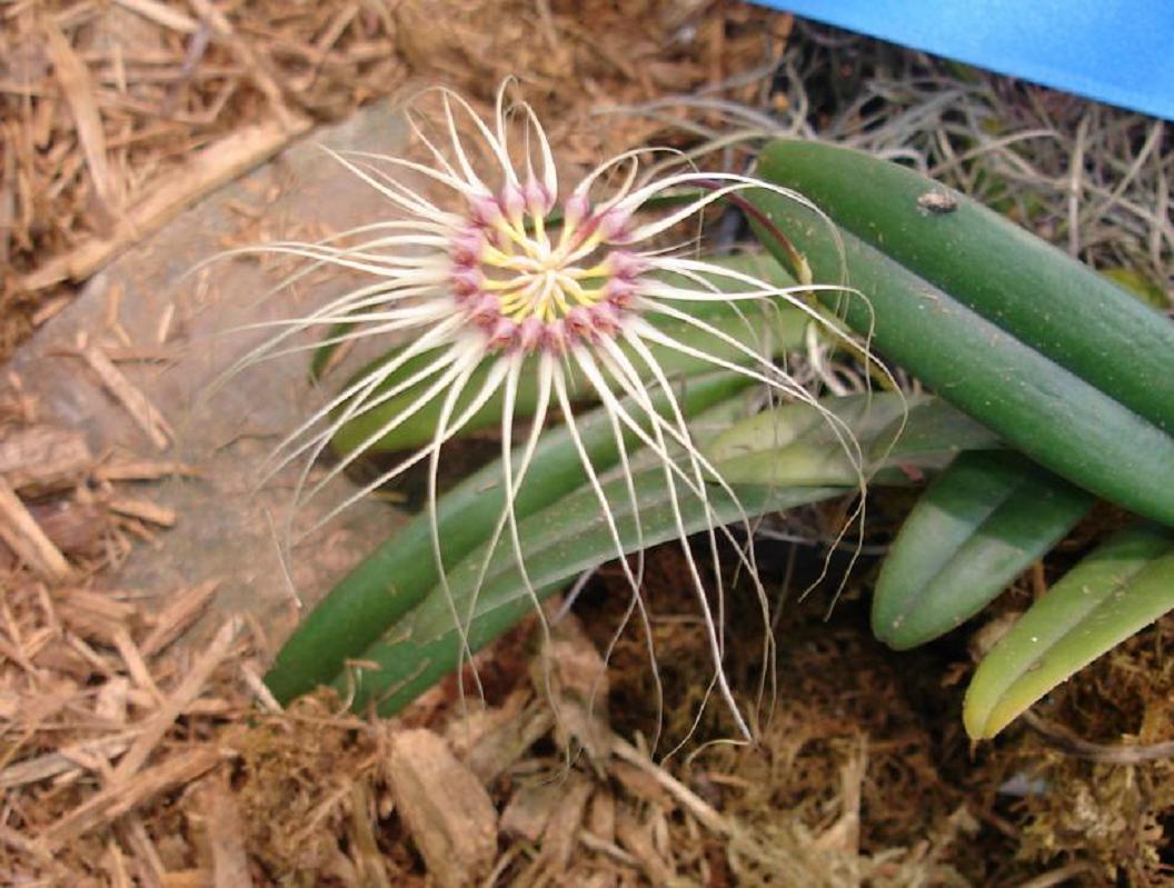 Bulbophyllum Worayuth White Fang (Bulb. lepidum x Bulb. medusae)