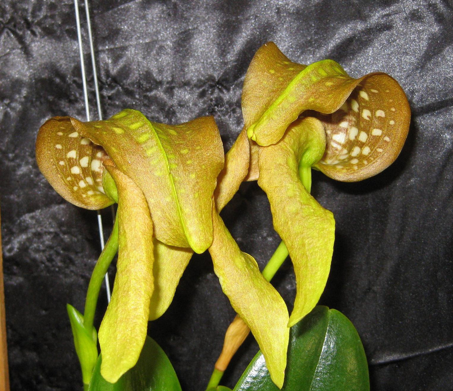 Bulbophyllum burfordiense