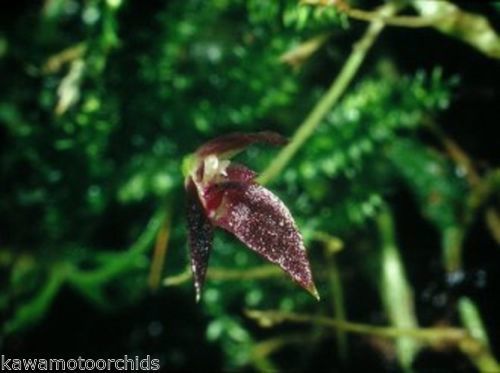 Bulbophyllum comberi