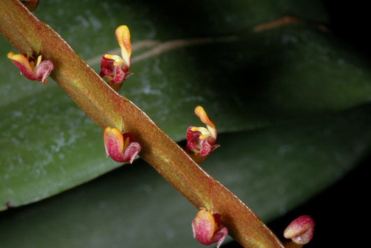 Bulbophyllum falcatum