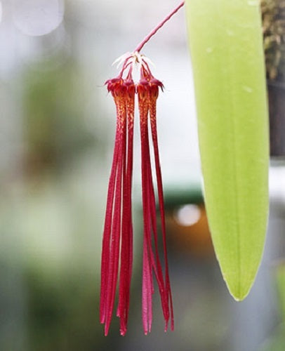 Bulbophyllum habrotinum kawamoto orchids honolulu hawaii oahu