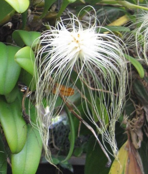 Bulbophyllum (Cirr.) medusae x self