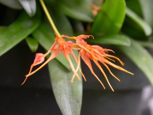 Bulbophyllum taiwanense