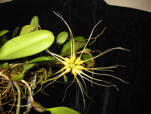 Bulbophyllum vaginatum