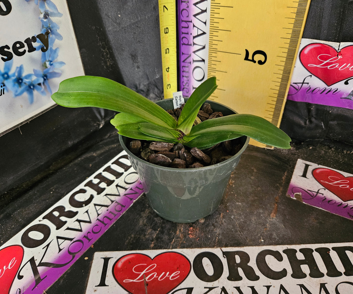 Rhynchostylis gigantea (Cartoon x Pink spots)