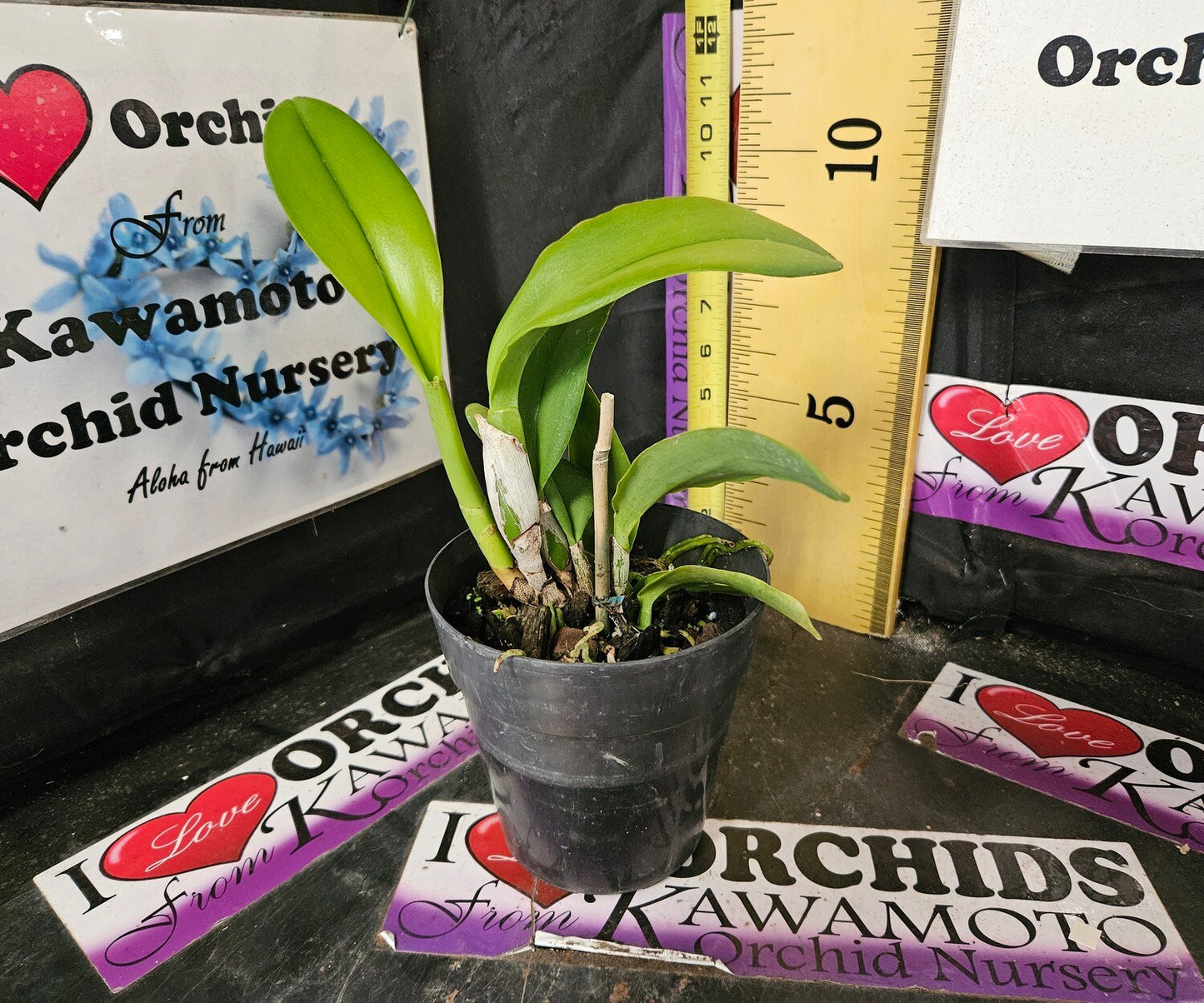 Chomthong Delight 'Jocelyn' (Rhyncholaeliocattleya Haadyai Delight × Rhyncholaeliocattleya Chunyeah)