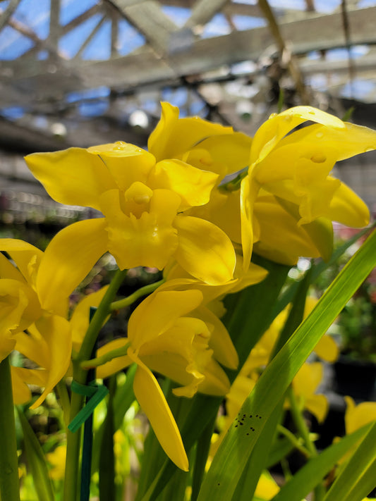 Cymbidium Golden Vanguard 'Emperor'