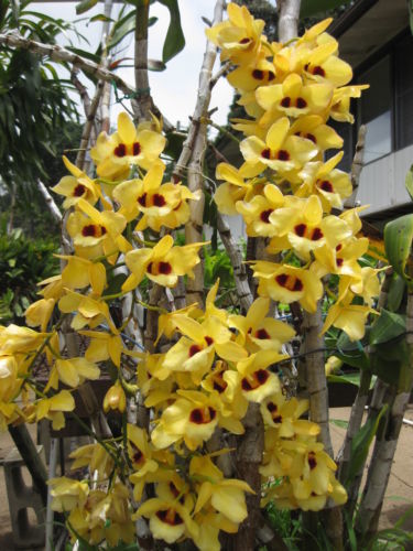 Dendrobium Gatton Sunray