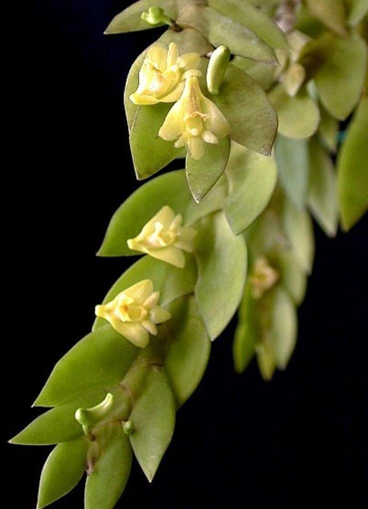 Dendrobium anceps