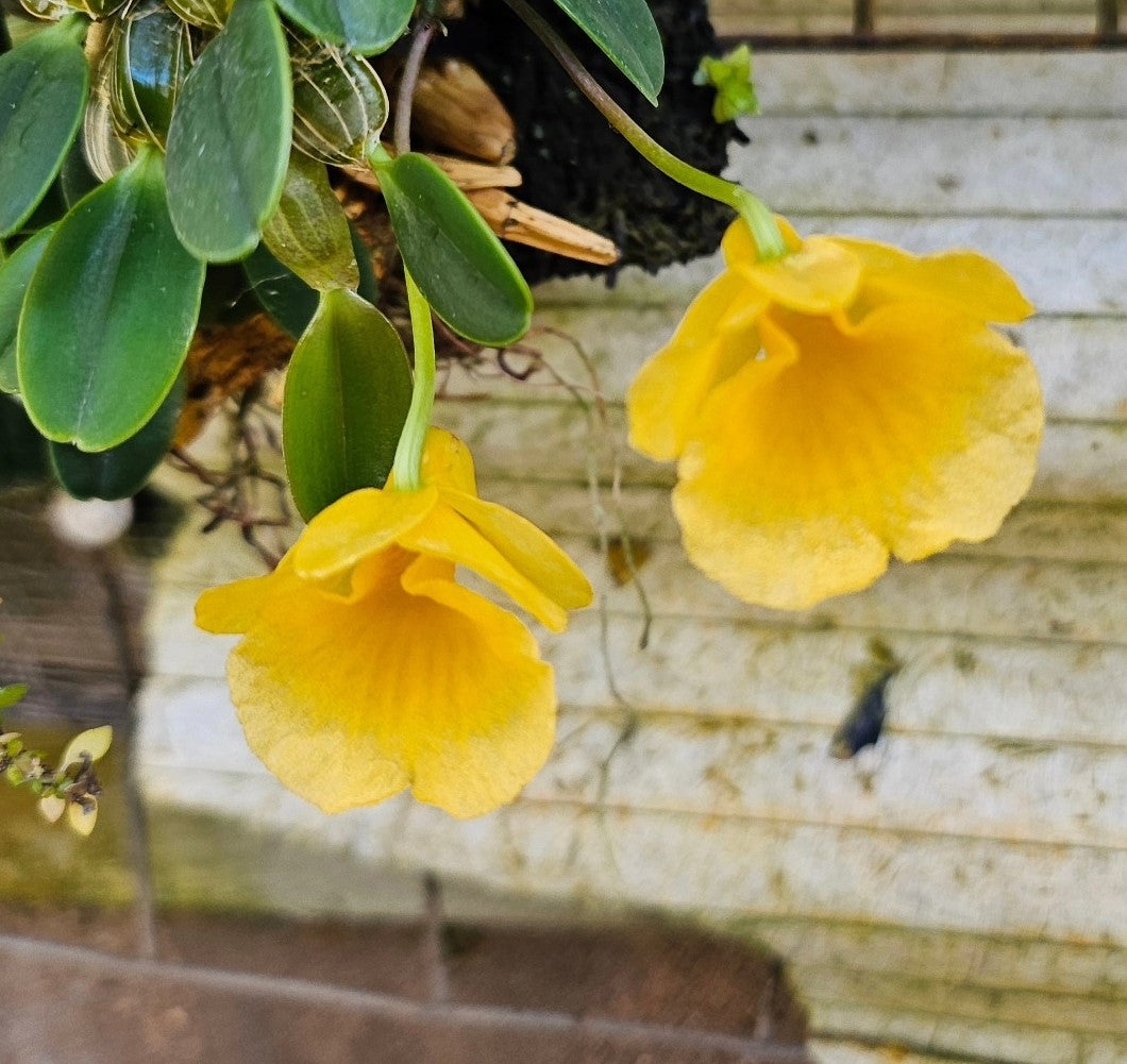 Dendrobium jenkinsii