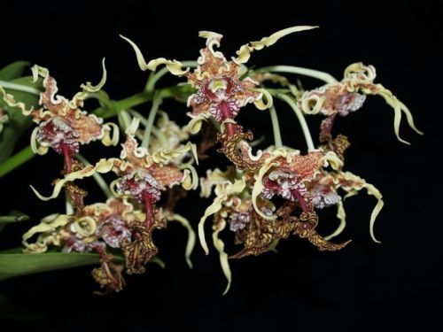 Dendrobium spectabile