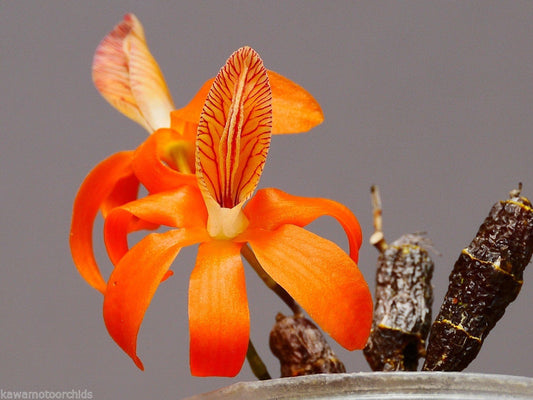 Dendrobium unicum x sib.