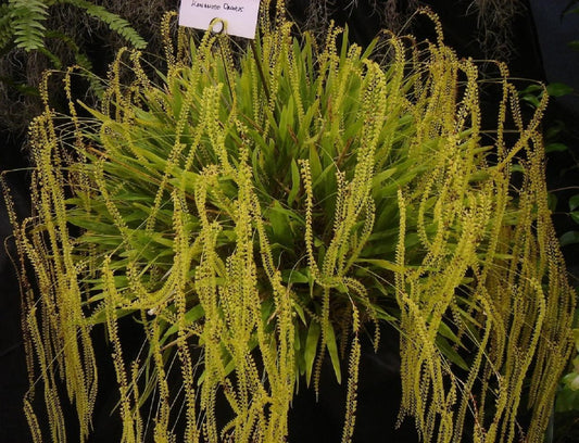 Dendrochilum filiforme