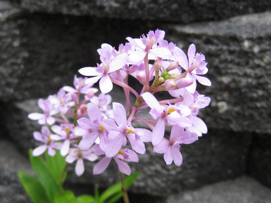 Epidendrum radicans 'Pink Powder Puff'