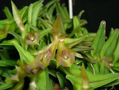 Epidendrum schlecterianum