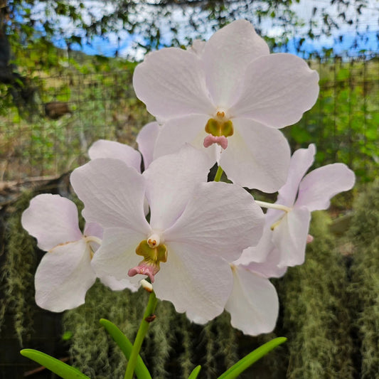 Vanda Merv. L. Velthuis x Vanda Adisak