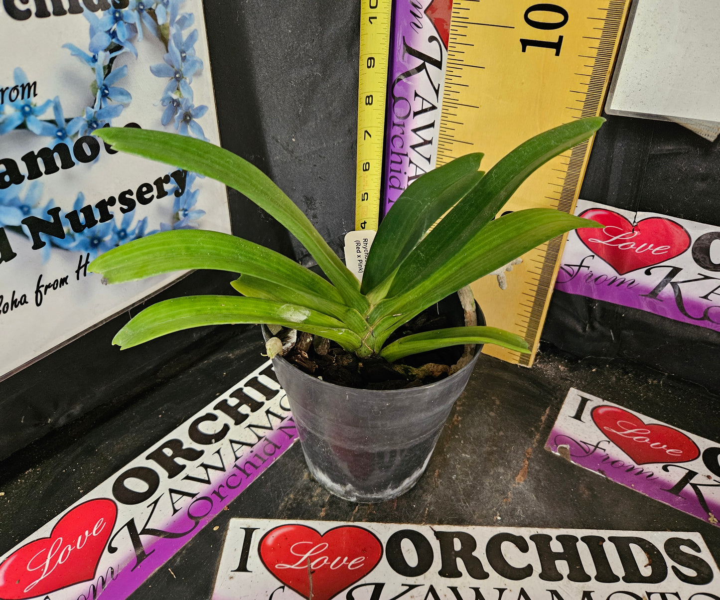 Rhynchostylis gigantea (Red x Pink)