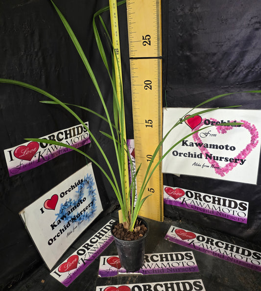 Cymbidium Golden Vanguard 'Emperor'