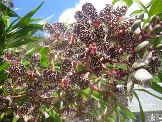 Grammatophyllum wallisii