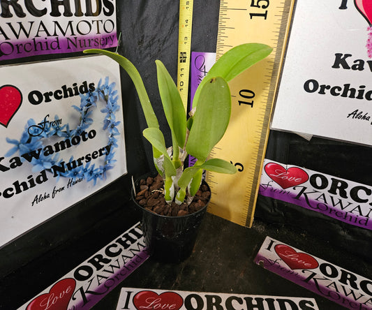 Blc. Pink Empress "Ju-Sen" AM/AOS