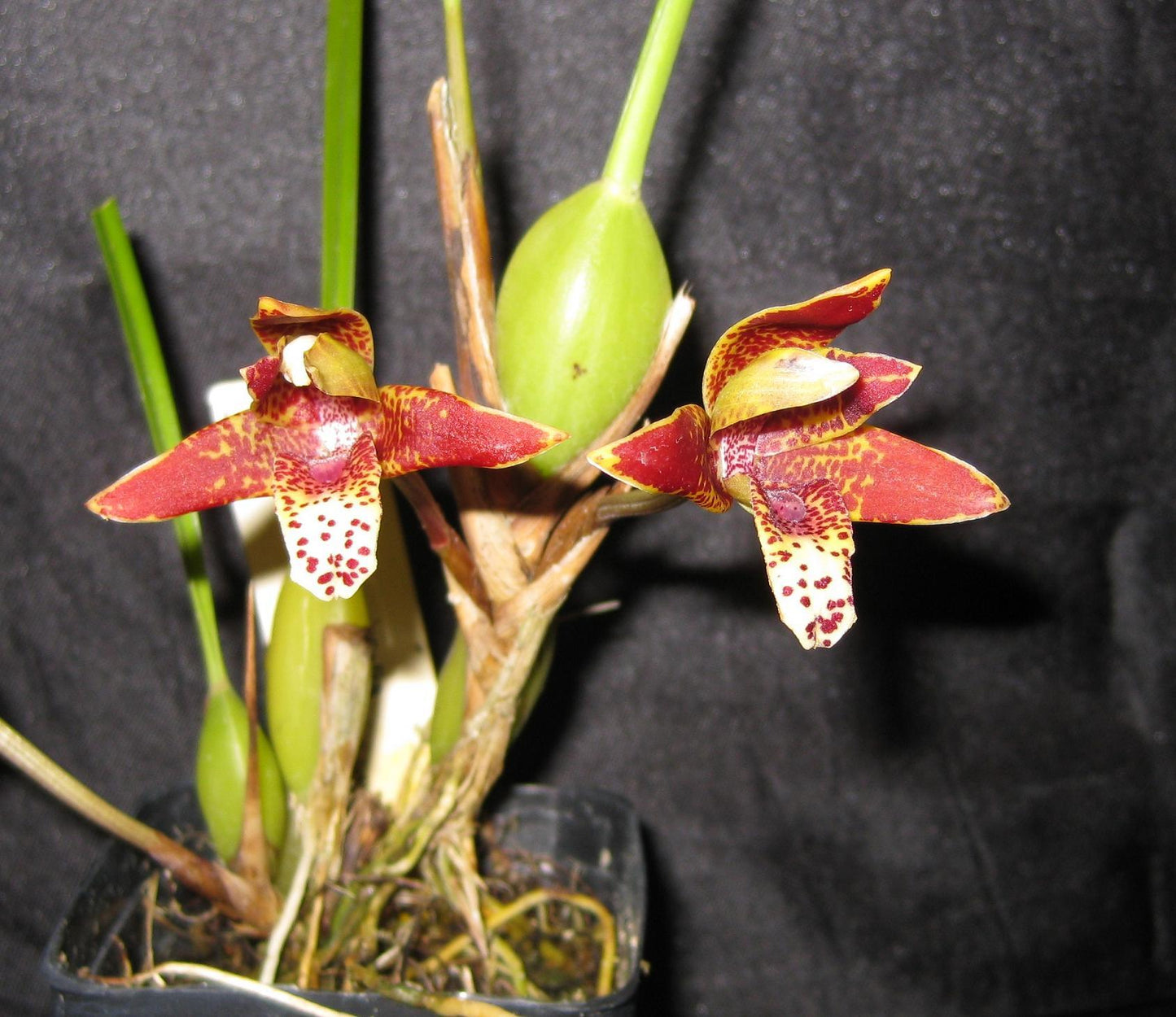 Maxillaria tenuifolia