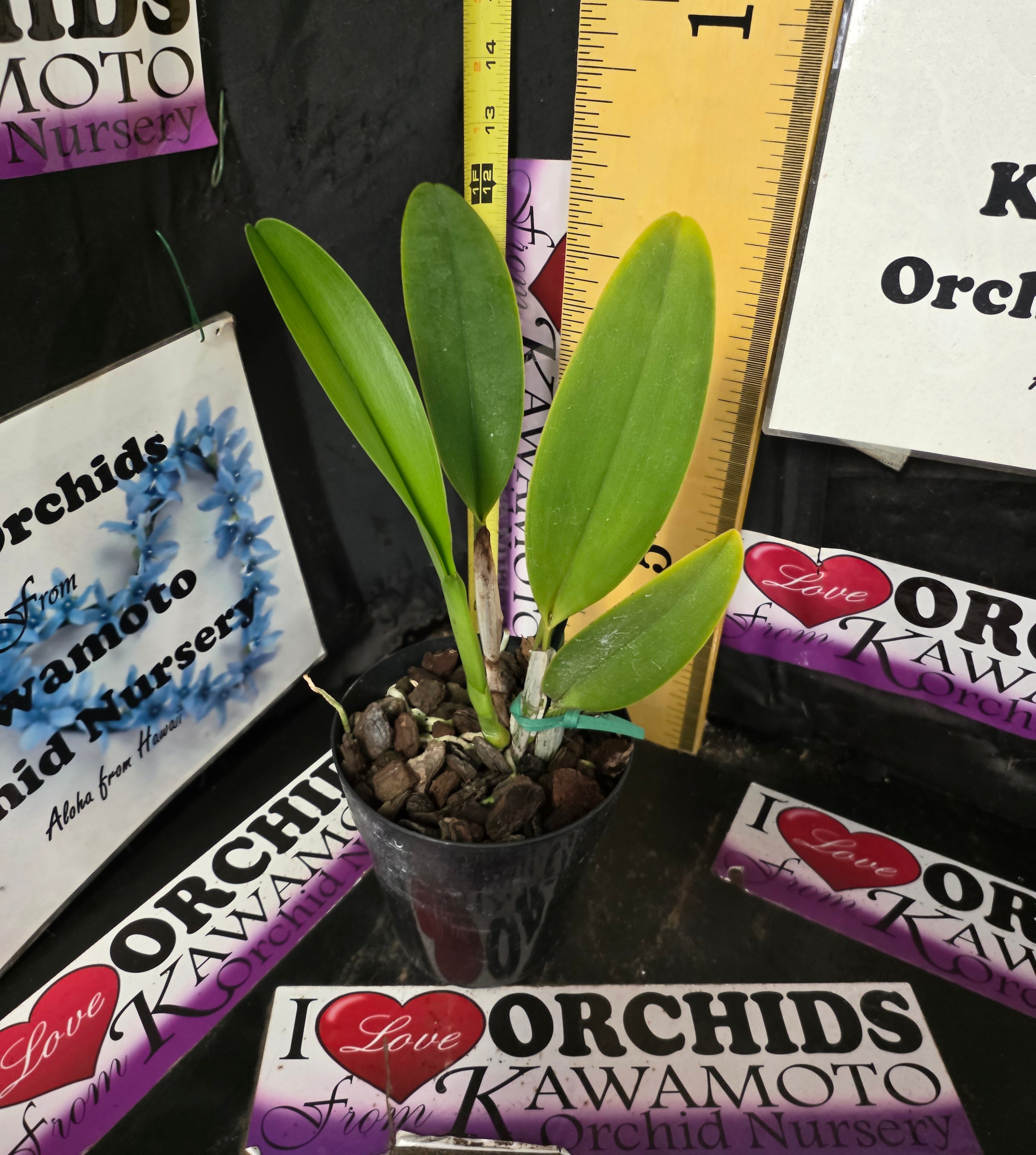 Rlc. Nakornchaisri Delight #2 – Kawamoto Orchid Nursery