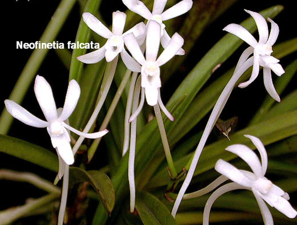 Neofinetia falcata 'Amami'