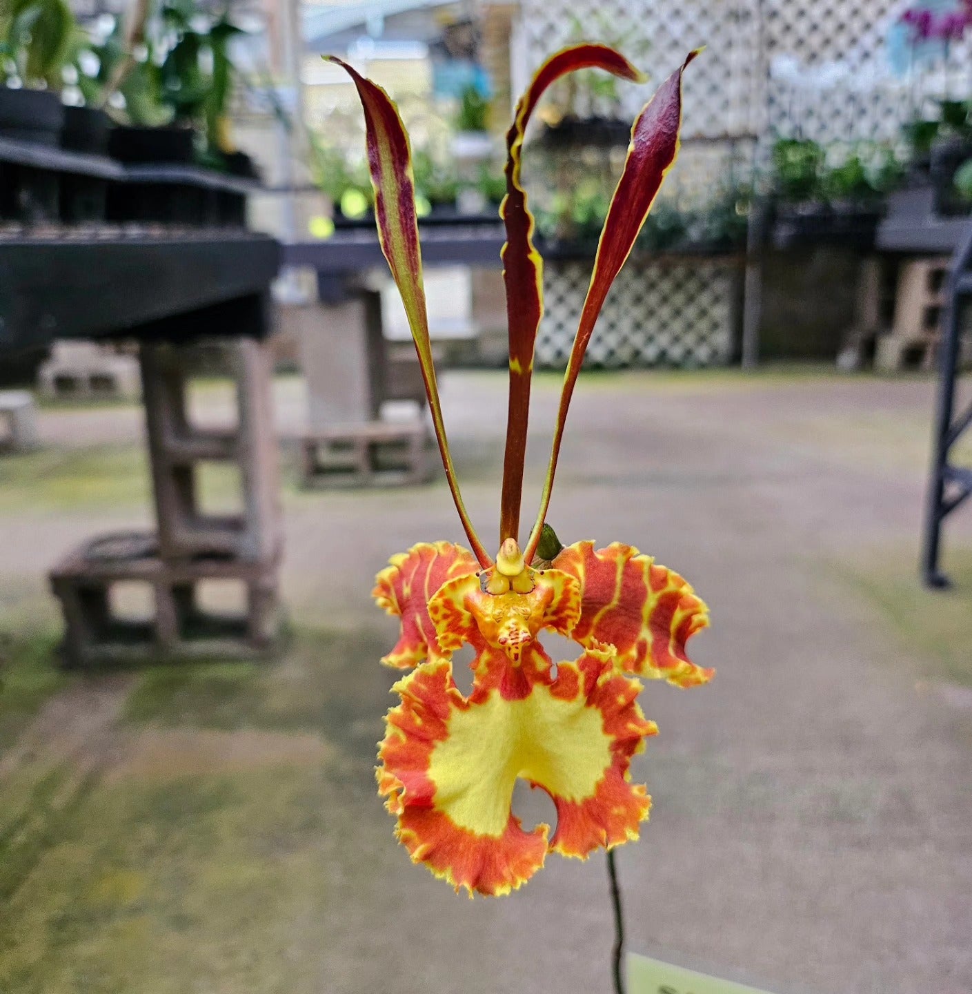Onc. (Psy.) Mariposa Kawamoto Orchids